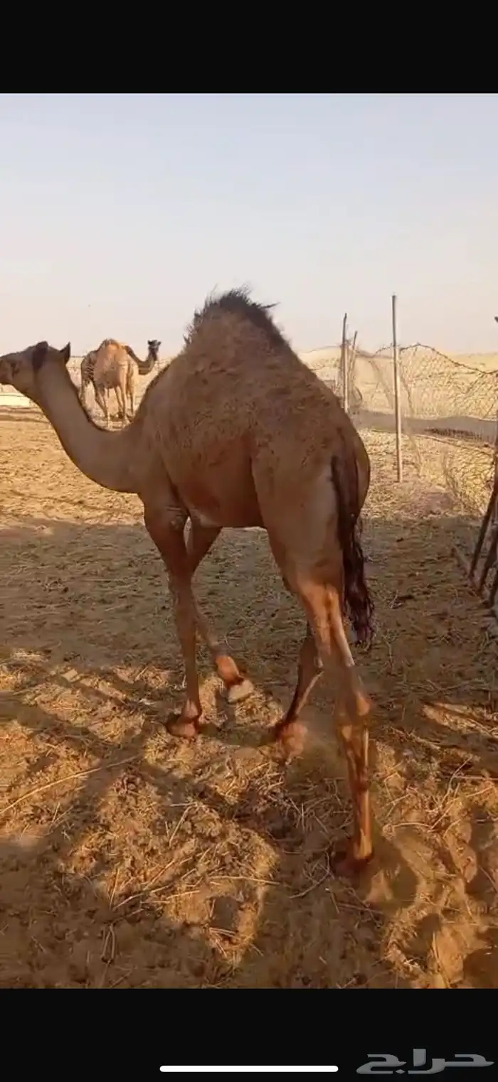 بكرة لبانيه للبيع 3