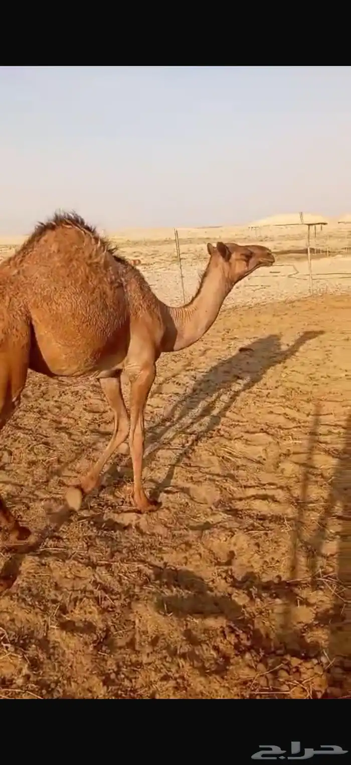 بكرة لبانيه للبيع 6