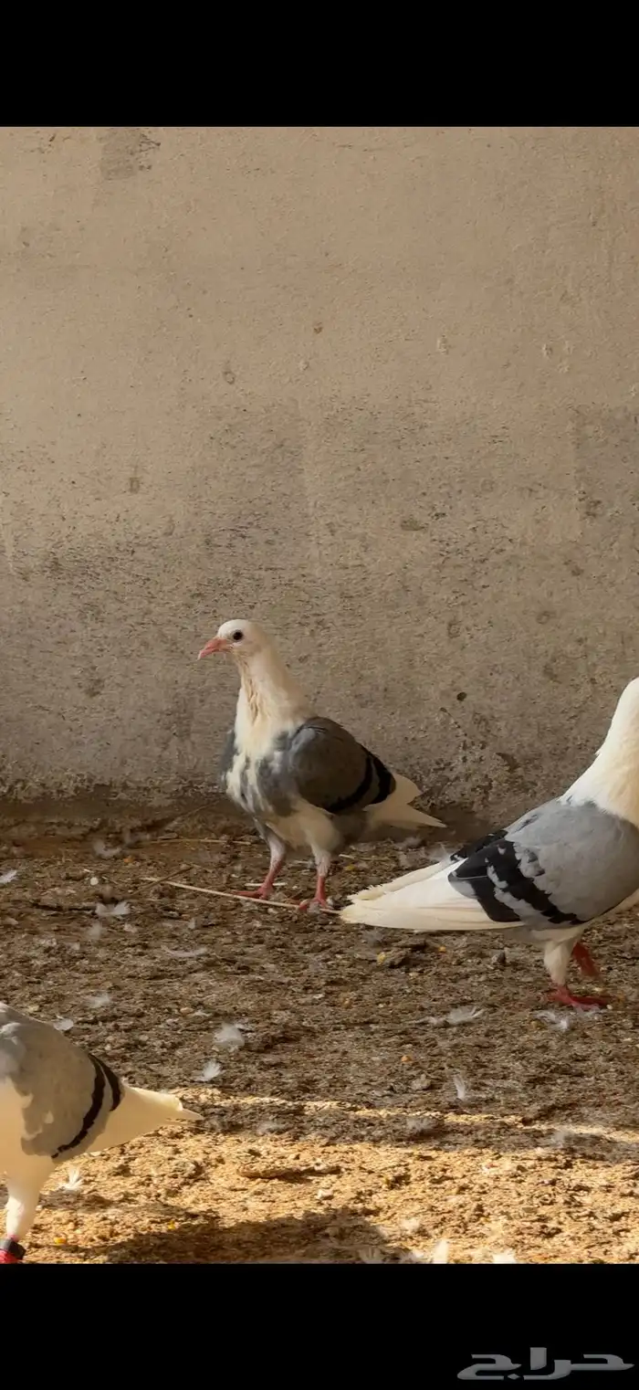 حمام زاجل مكتف 4
