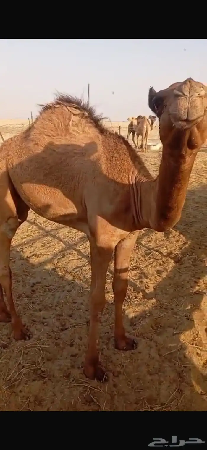 بكرة لبانيه للبيع 10