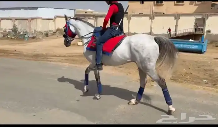 حصان سرعة جزيري فرنسي 2