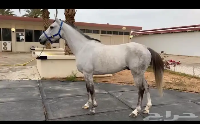 حصان سرعة جزيري فرنسي 1
