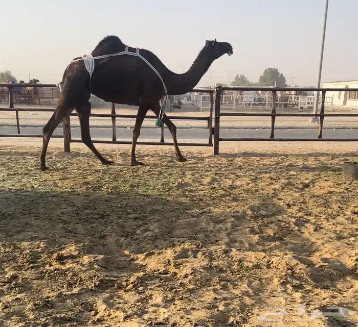 للبيع ضروبة كفو 0