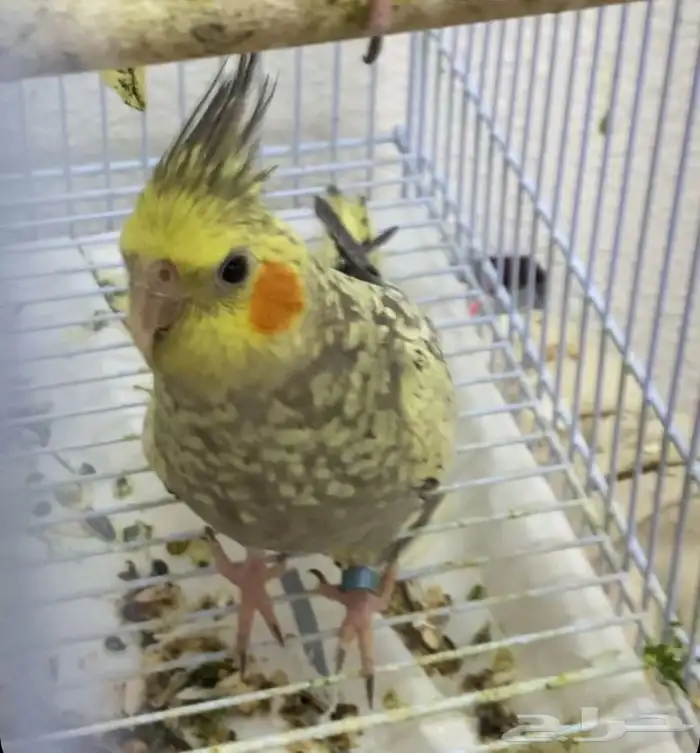 كروان فراشه 2