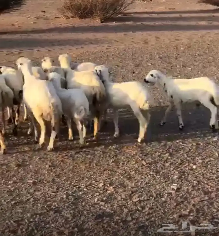 8 رفيد مراح سرحه معاها 4 3 شباع من العلف والباقي دفع 1