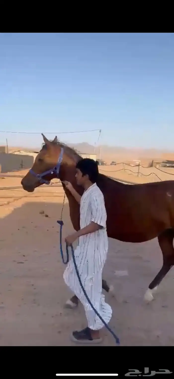 فرس واهو فاخرة 4