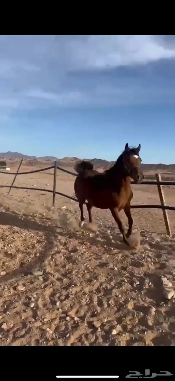 فرس واهو فاخرة 8