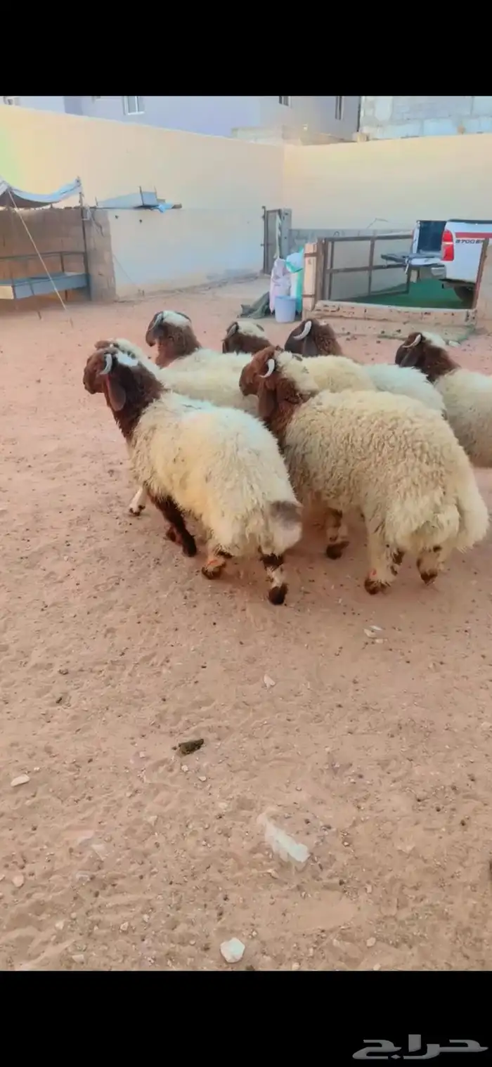 طلي نعيم الريآض حي الشفآء آي مكان نوصل فيه ذبح باقي وحد فقط 0
