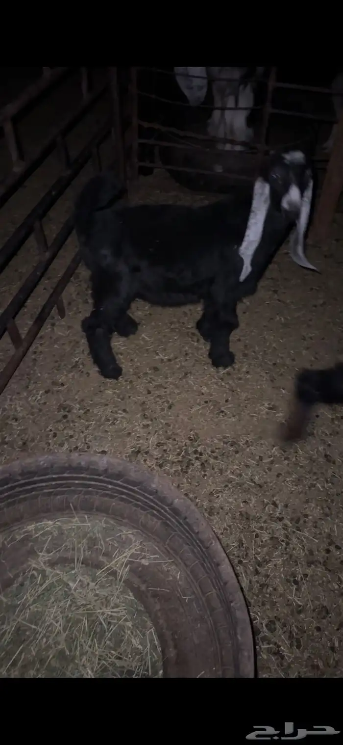 للبيع خروف عمره خمس اشهر ونص الابرق وخروف عمره اربع اشهر 9