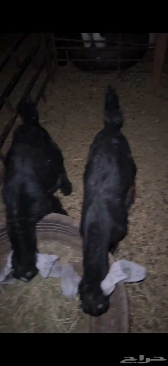 للبيع خروف عمره خمس اشهر ونص الابرق وخروف عمره اربع اشهر 12