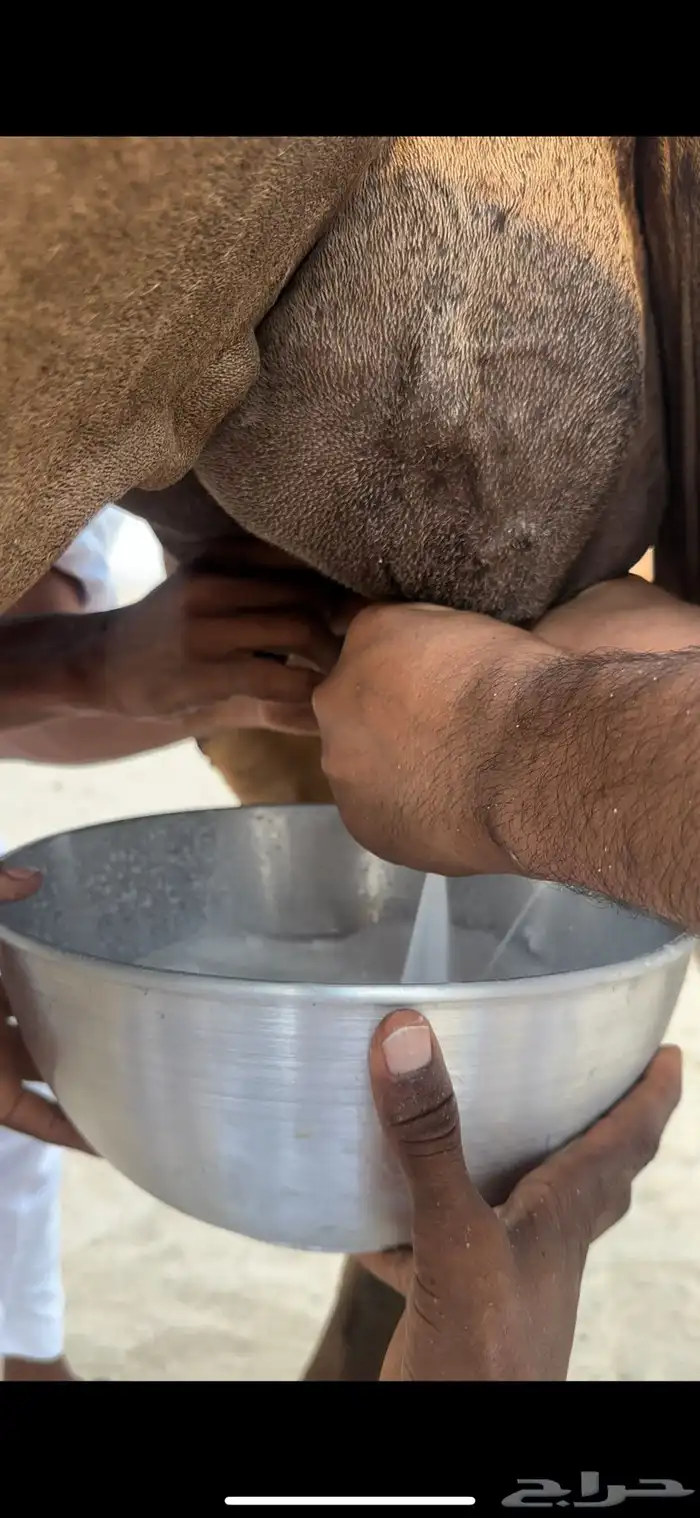 خلفه حمرا منيحه الضيوف(تم البيع) 2