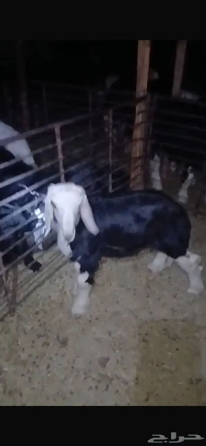 للبيع خروف عمره خمس اشهر ونص الابرق وخروف عمره اربع اشهر 20