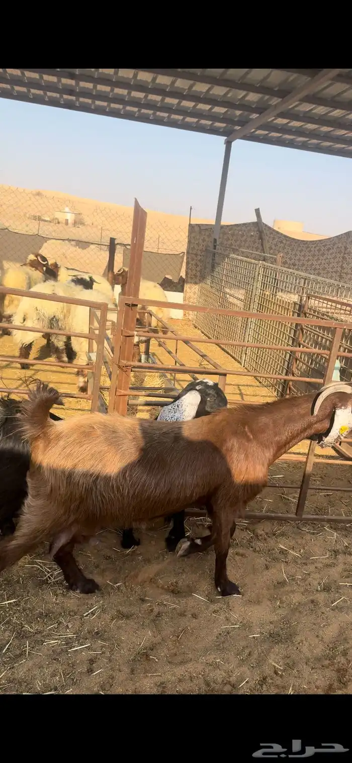 للبيع عنز كفو معها بنتها 1