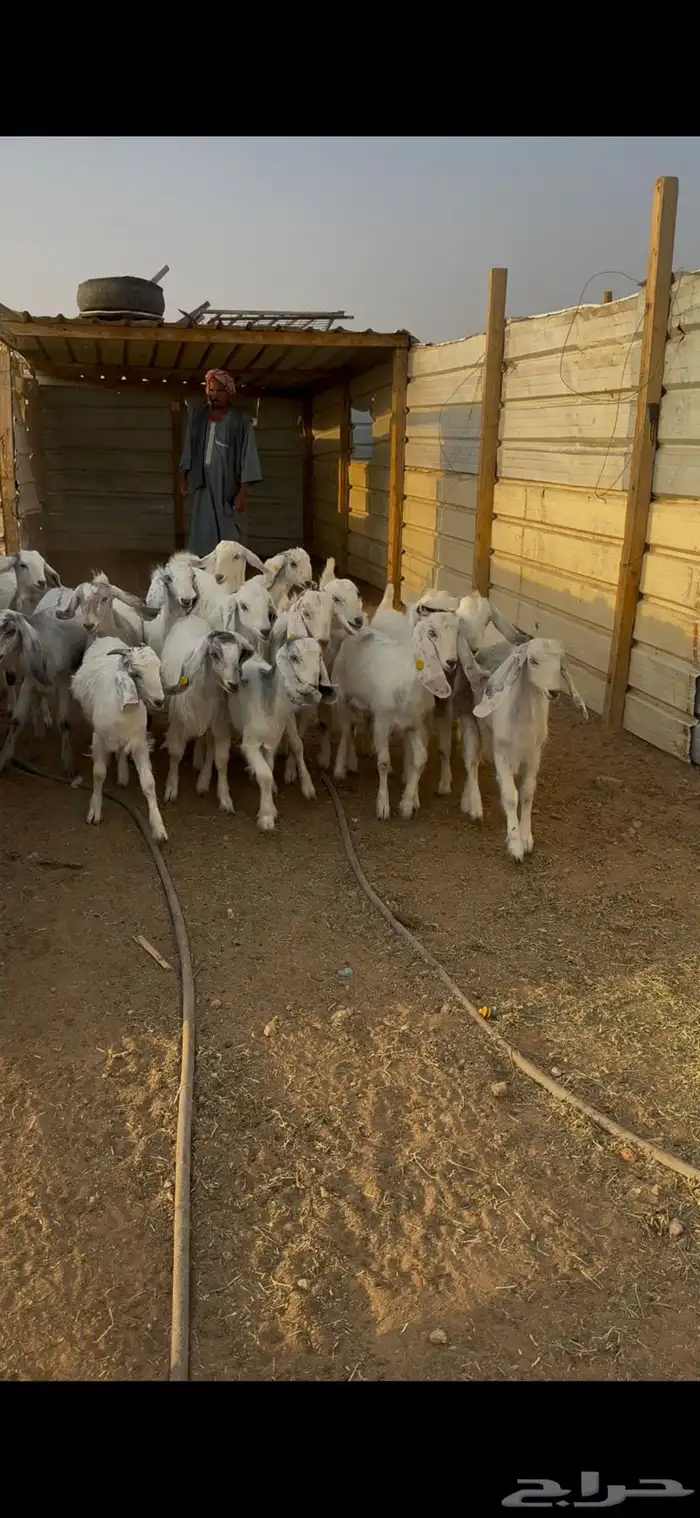 جفار قبرصيه وهجين قبرصي 3