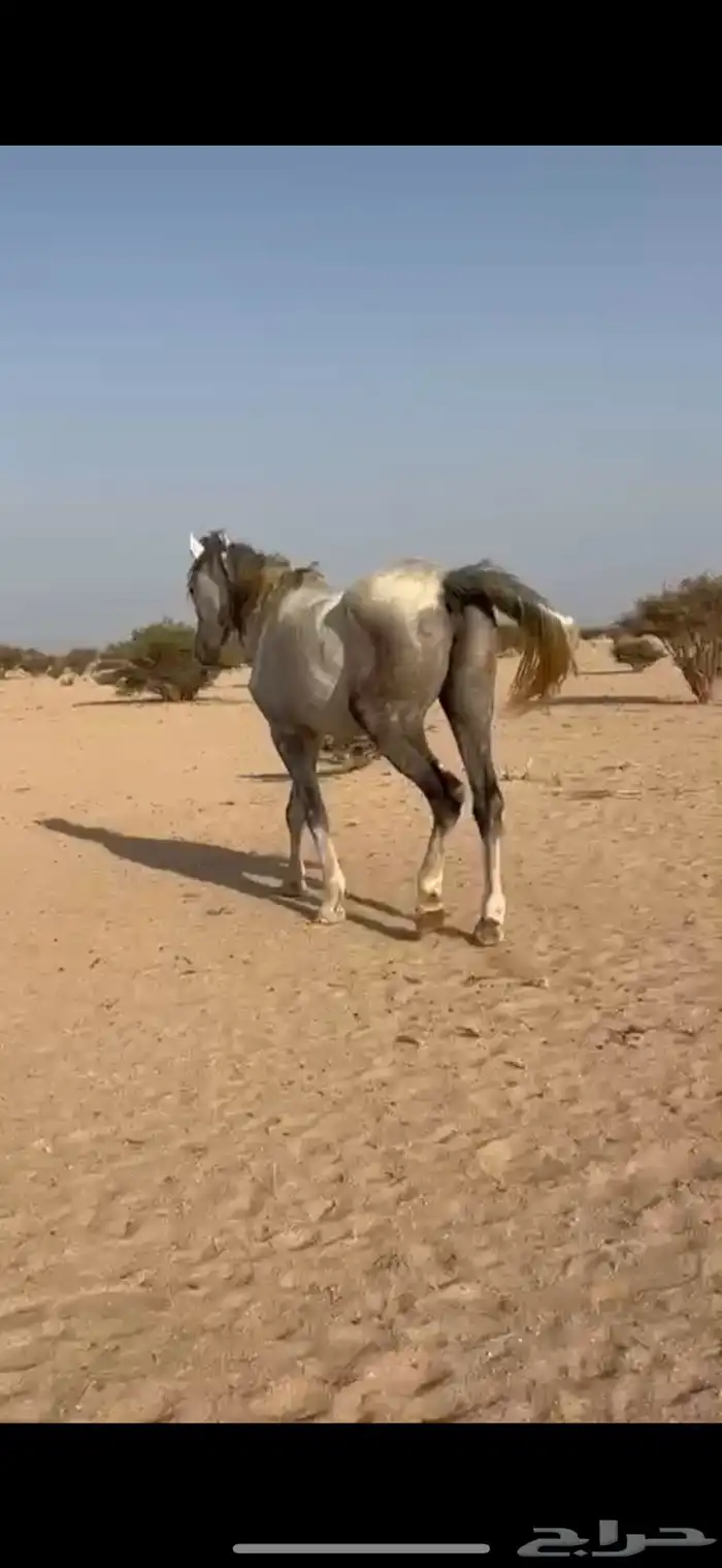 خيل 3