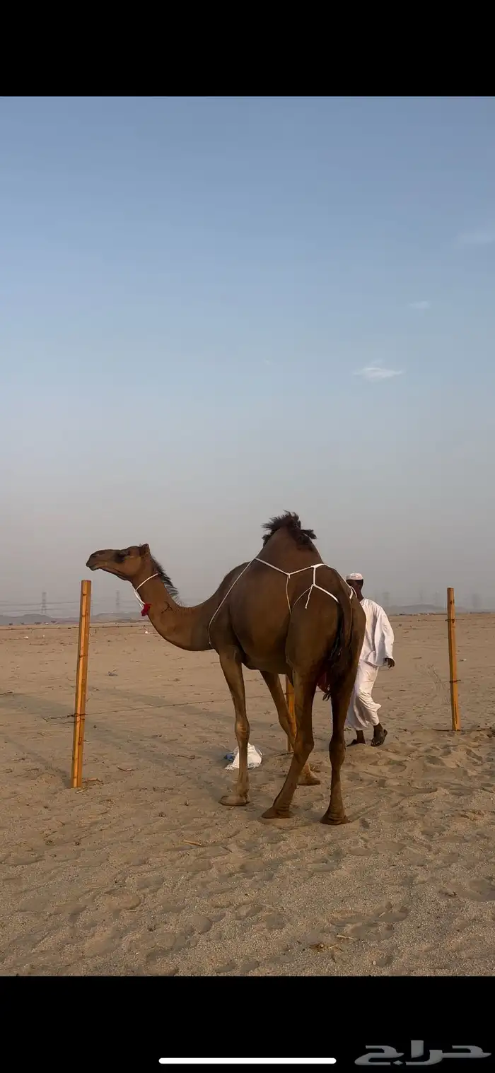 خلفه حمرا منيحه الضيوف(تم البيع) 6