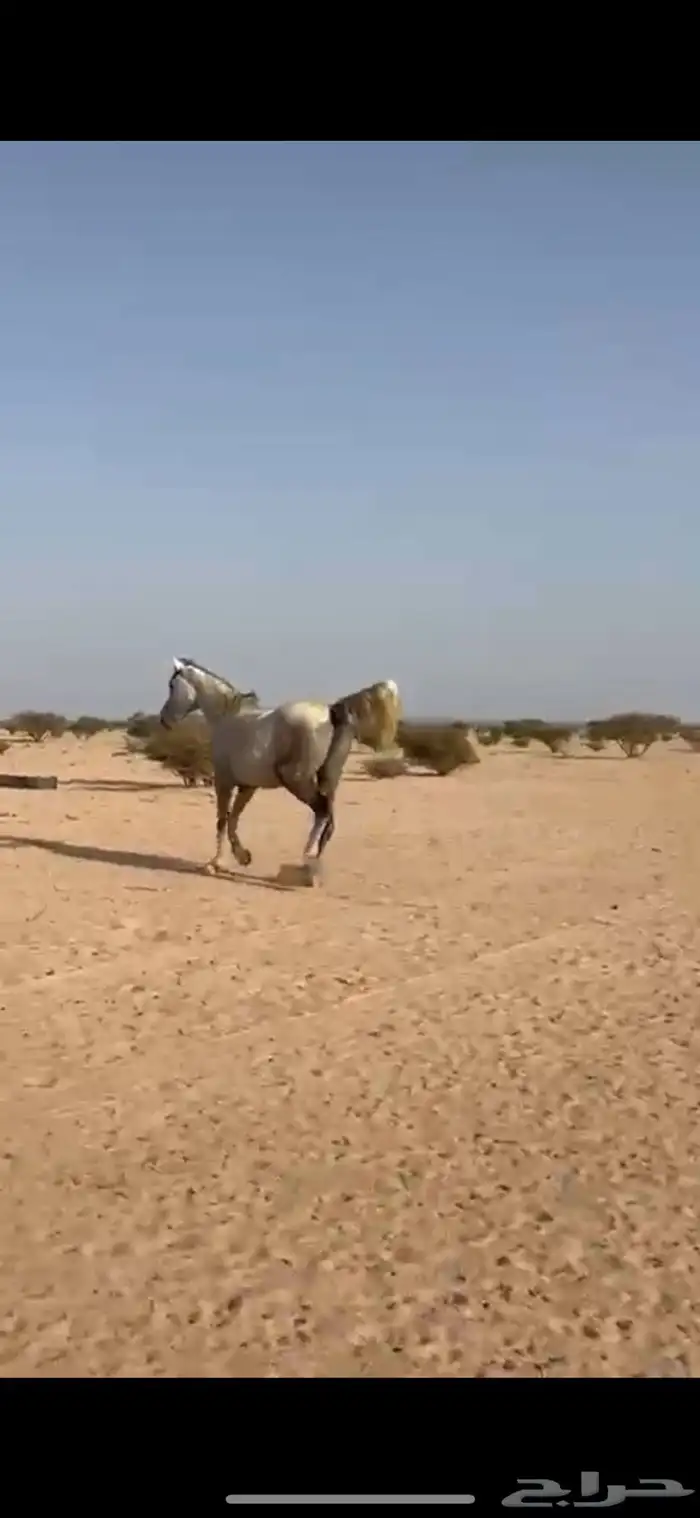 خيل 0