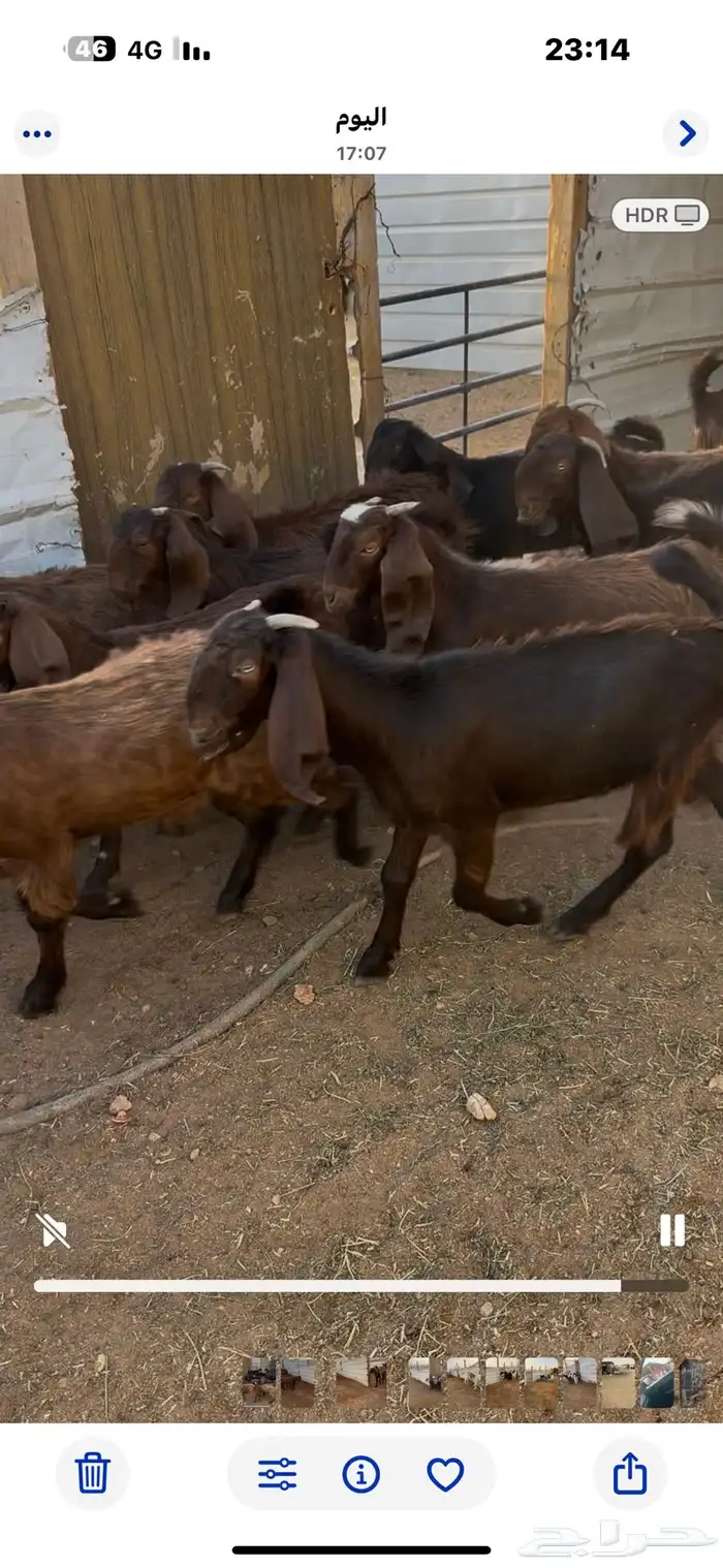 جفار قبرصيه وهجين قبرصي 1