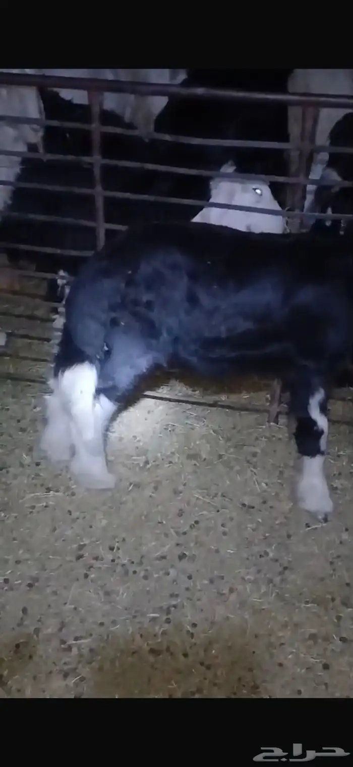 للبيع خروف عمره خمس اشهر ونص الابرق وخروف عمره اربع اشهر 17