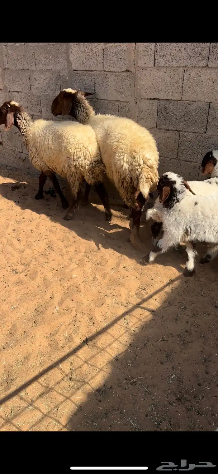 نعيم مواليد. (( تم البيع )) 0
