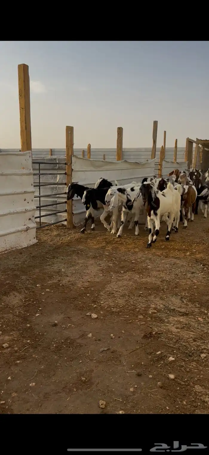 جفار قبرصيه وهجين قبرصي 2