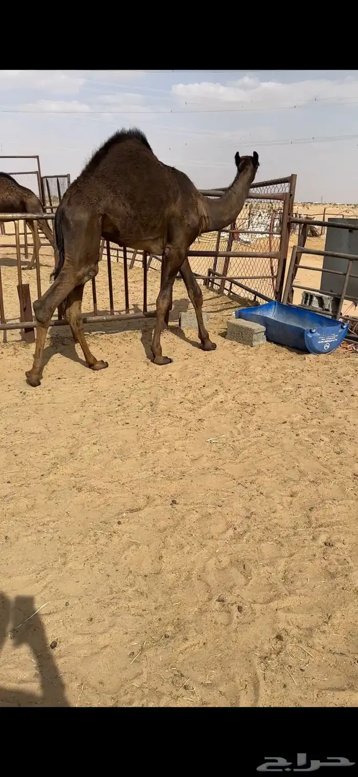 قعود كفووو للبيع رقم الجوآل 2