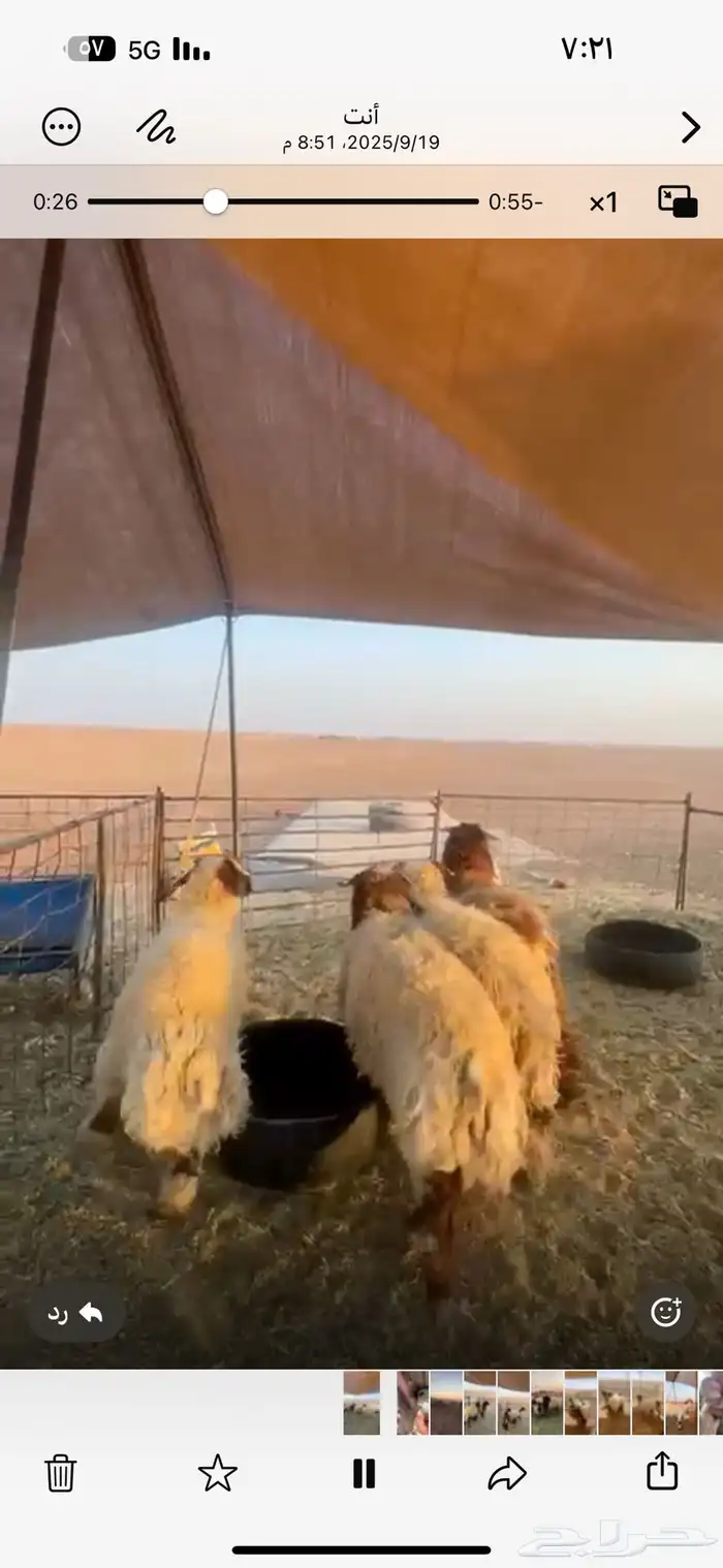 للبيع جذعان طيبه شحم اعمارها 8 شهور الى 7 3
