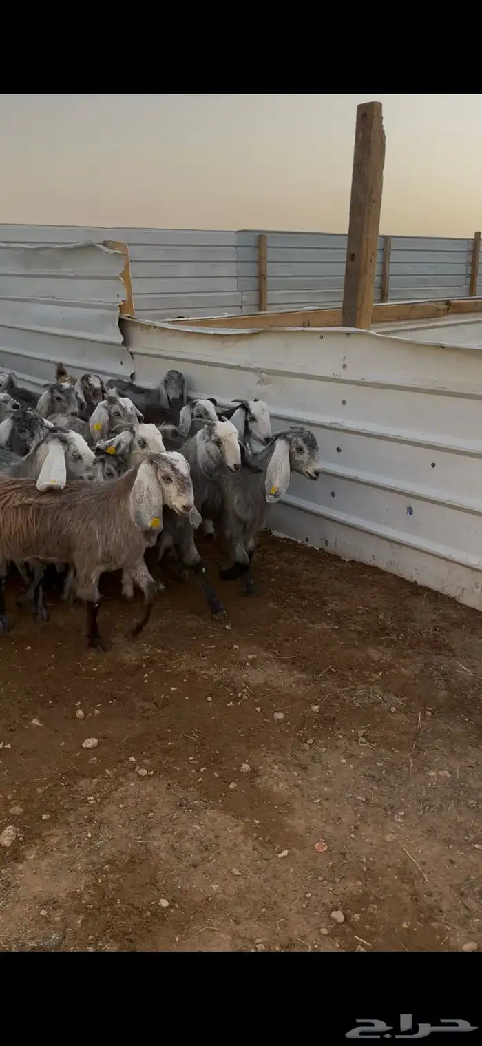 جفار قبرصيه وهجين قبرصي 0