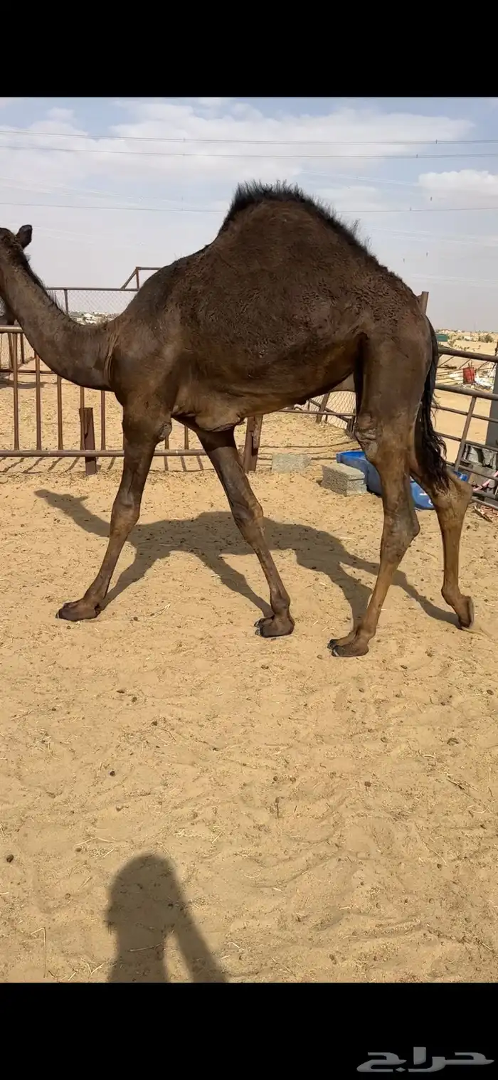 قعود كفووو للبيع رقم الجوآل 0