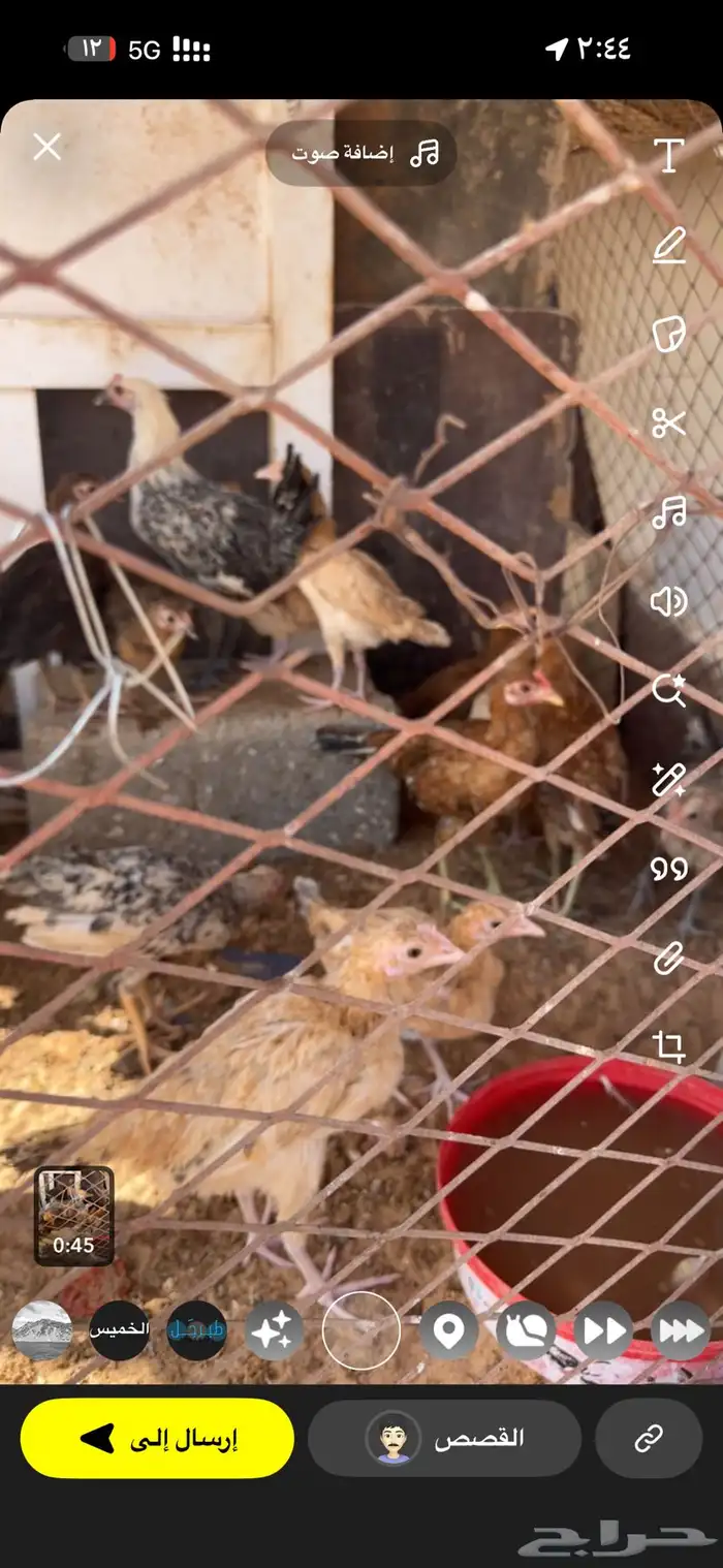 للبيع صيصان بلدي فيومي مشكل العمر من شهرين وطالع 1