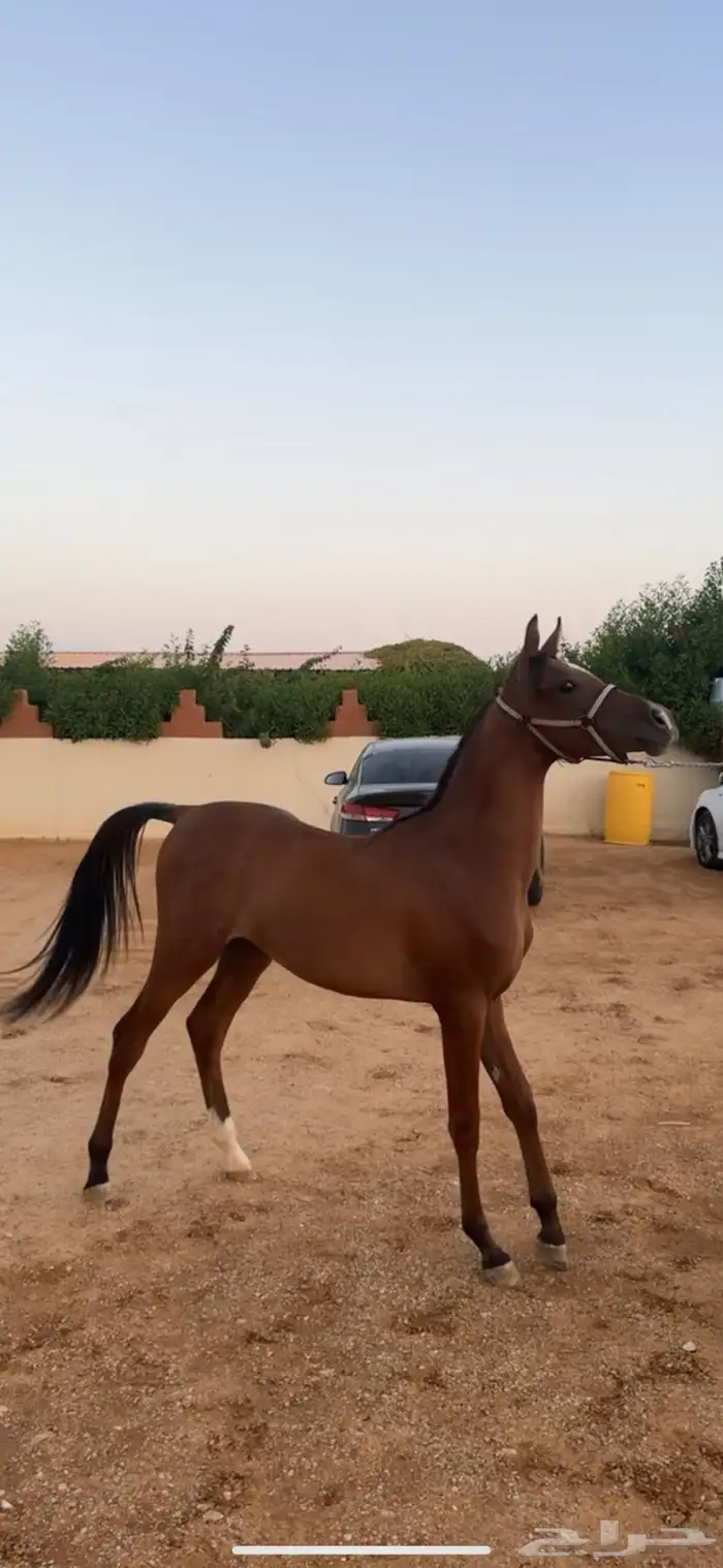 فرس 5