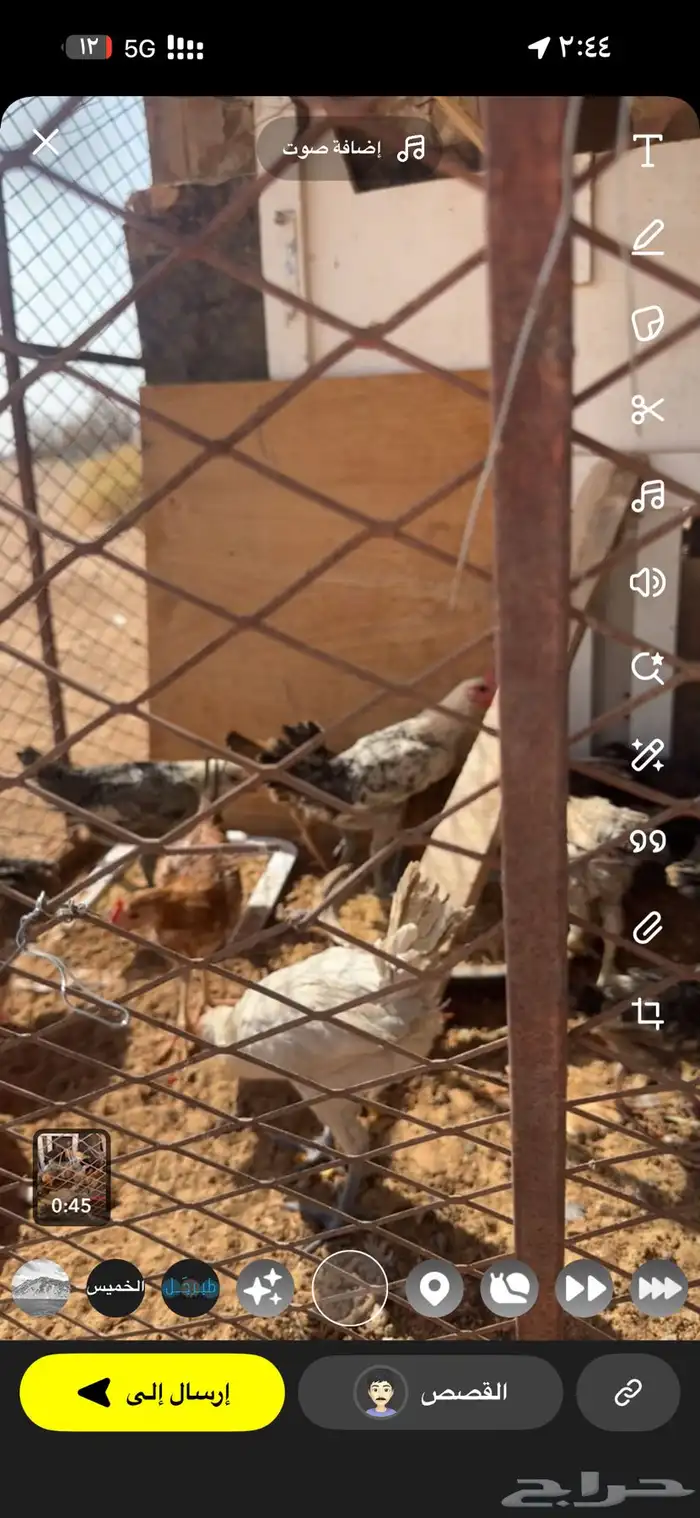 للبيع صيصان بلدي فيومي مشكل العمر من شهرين وطالع 0