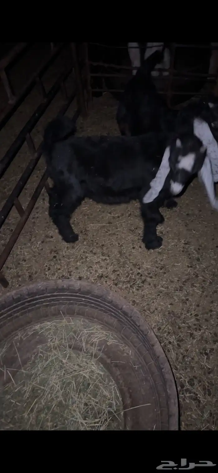 للبيع خروف عمره خمس اشهر ونص الابرق وخروف عمره اربع اشهر 13