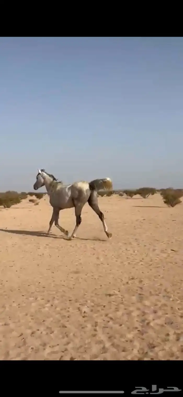خيل 2