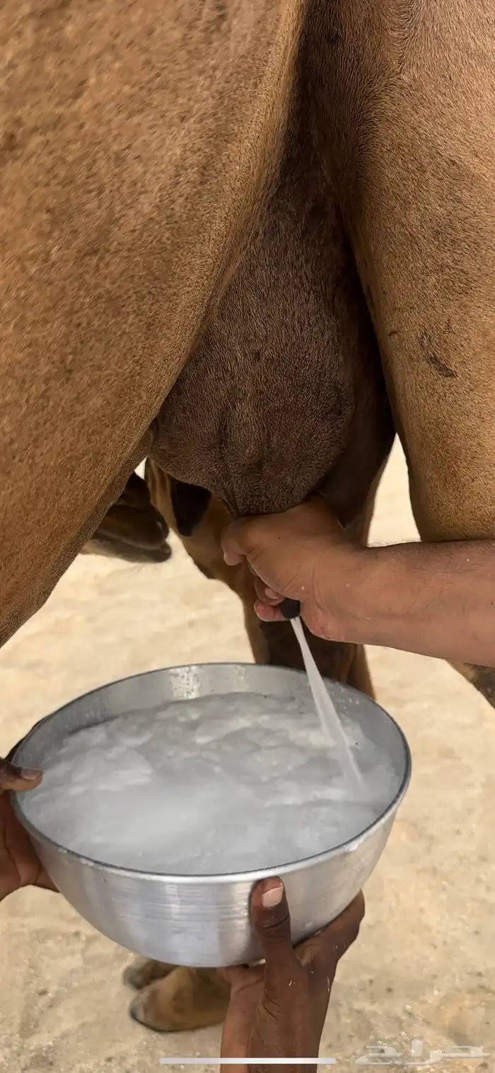 خلفه حمرا منيحه الضيوف(تم البيع) 0