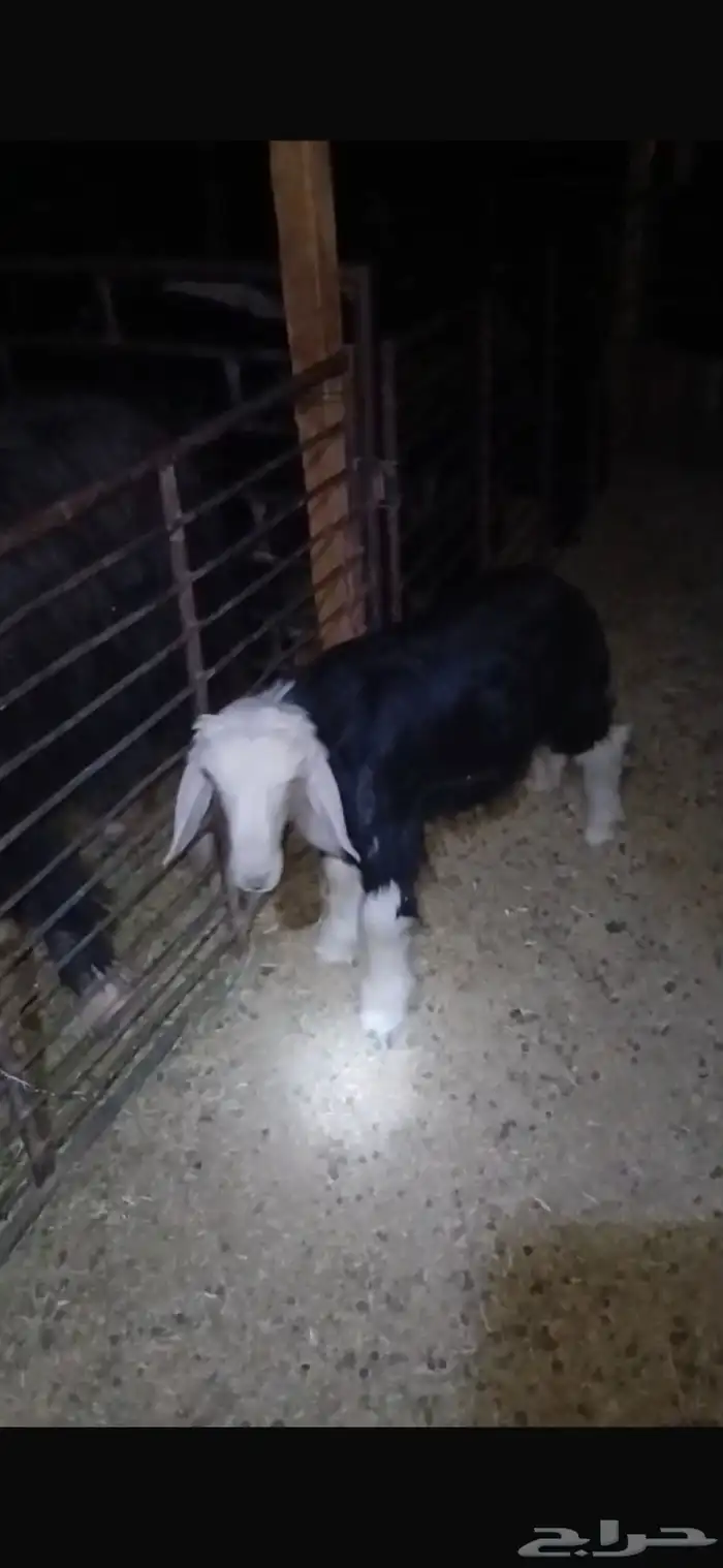 للبيع خروف عمره خمس اشهر ونص الابرق وخروف عمره اربع اشهر 24