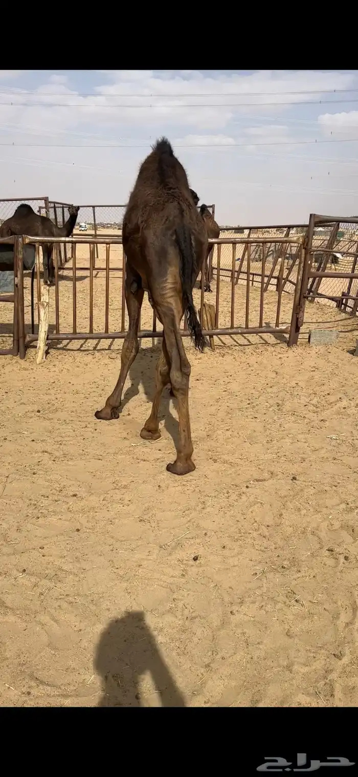 قعود كفووو للبيع رقم الجوآل 1