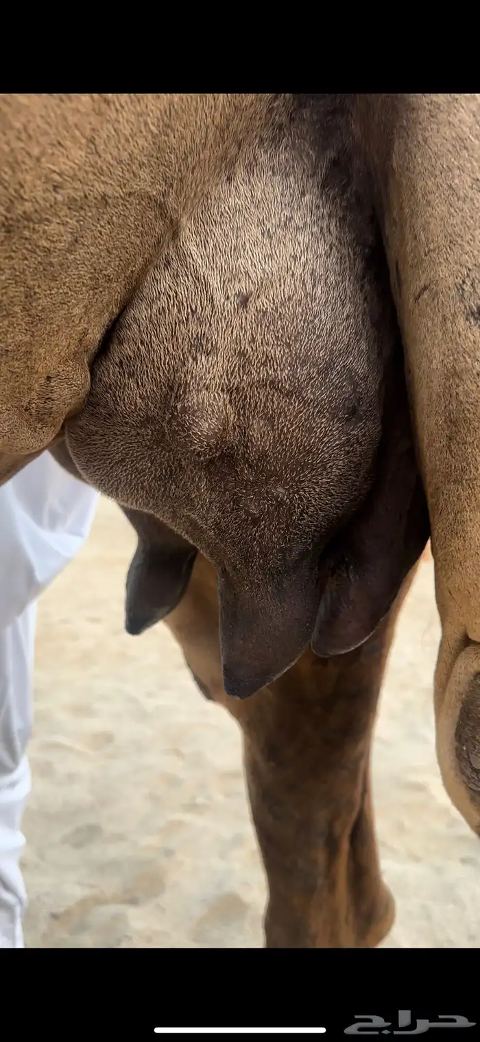 خلفه حمرا منيحه الضيوف(تم البيع) 4