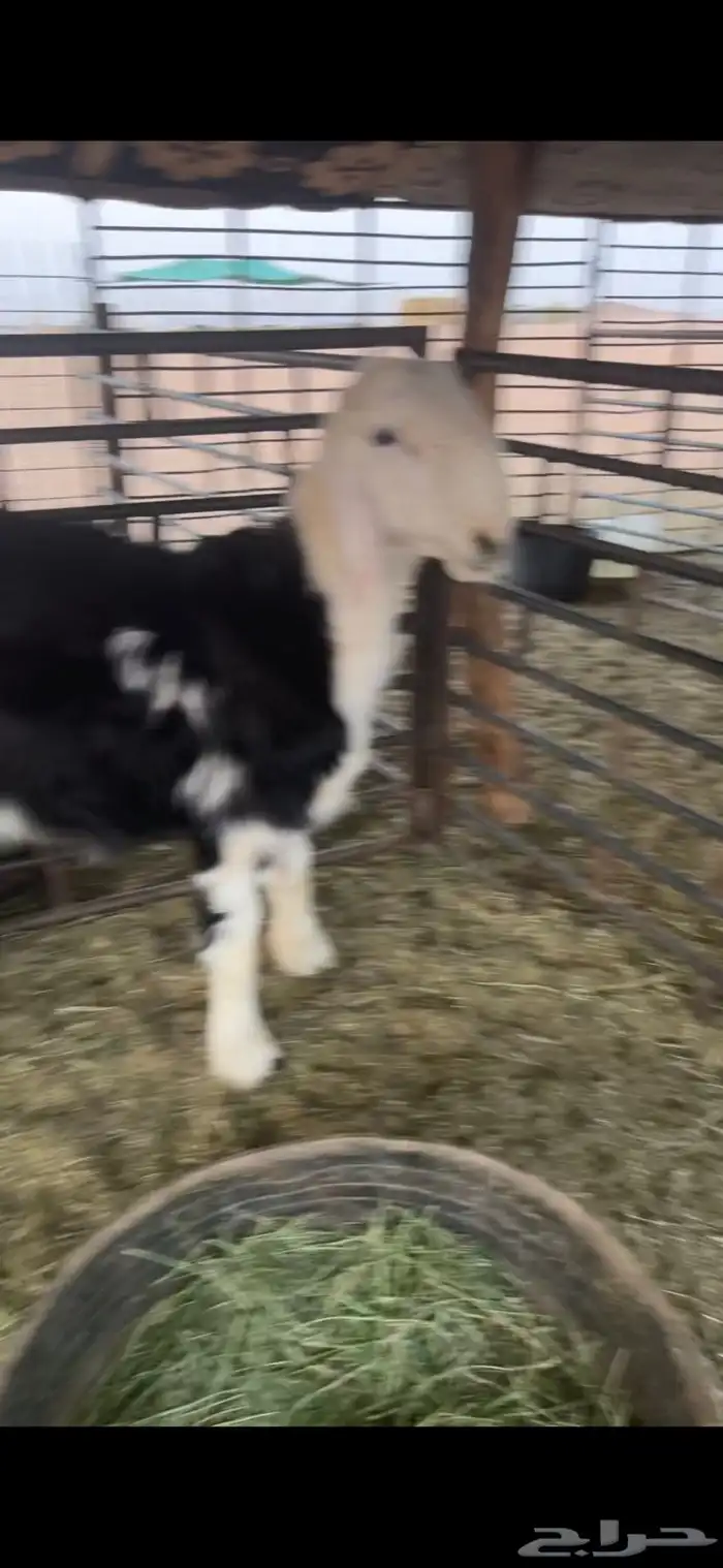 للبيع خروف عمره خمس اشهر ونص الابرق وخروف عمره اربع اشهر 1