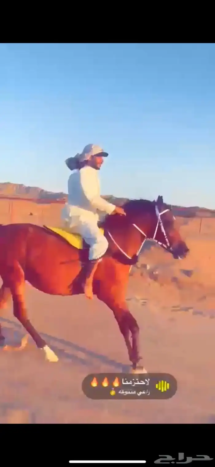 فرس واهو فاخرة 6