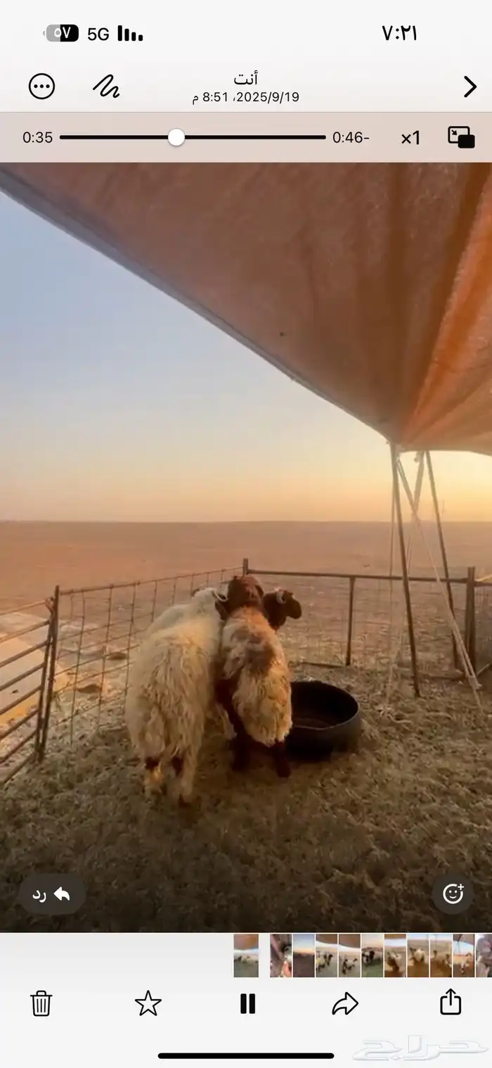 للبيع جذعان طيبه شحم اعمارها 8 شهور الى 7 4