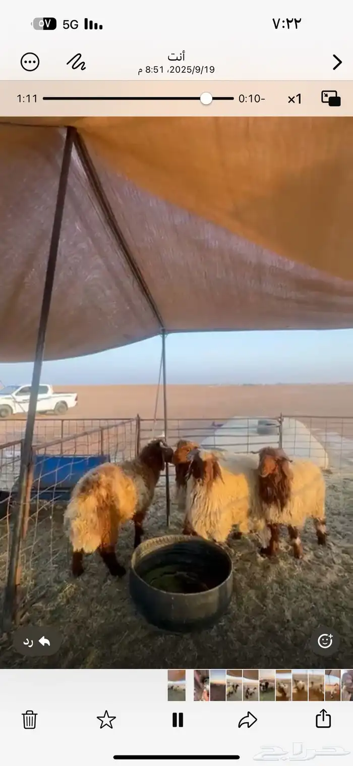 للبيع جذعان طيبه شحم اعمارها 8 شهور الى 7 1