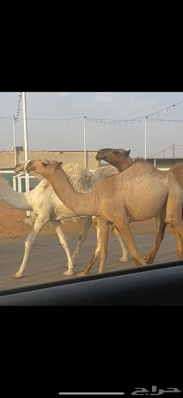 بكره كفو 0