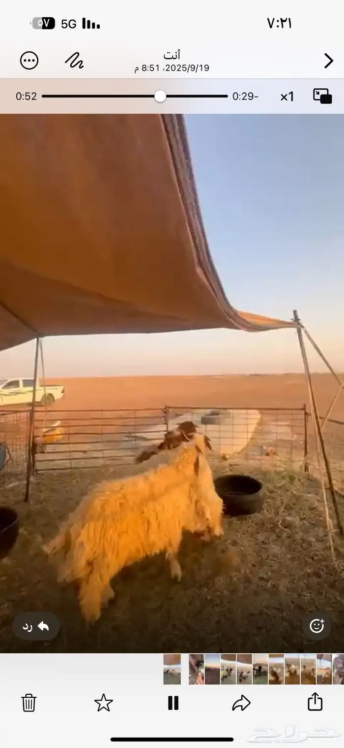 للبيع جذعان طيبه شحم اعمارها 8 شهور الى 7 2