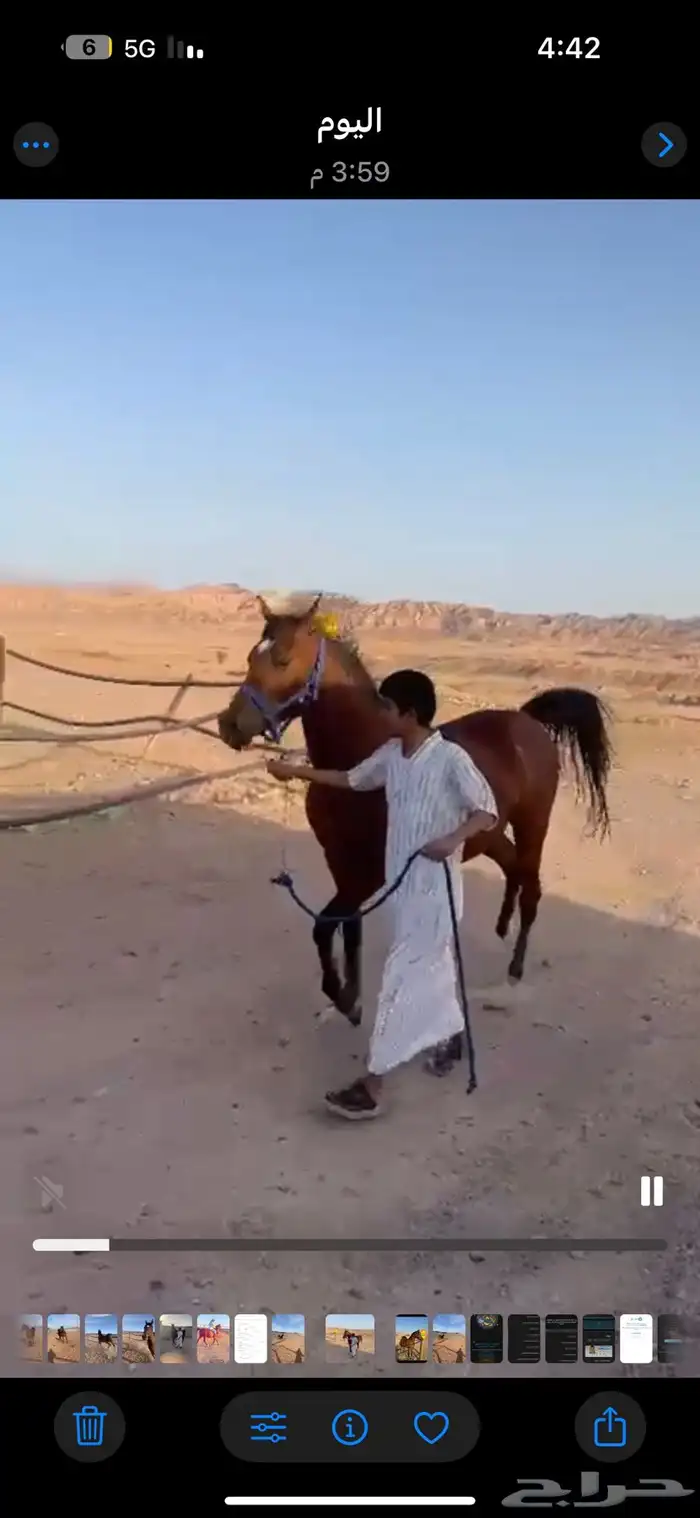 فرس واهو فاخرة 3