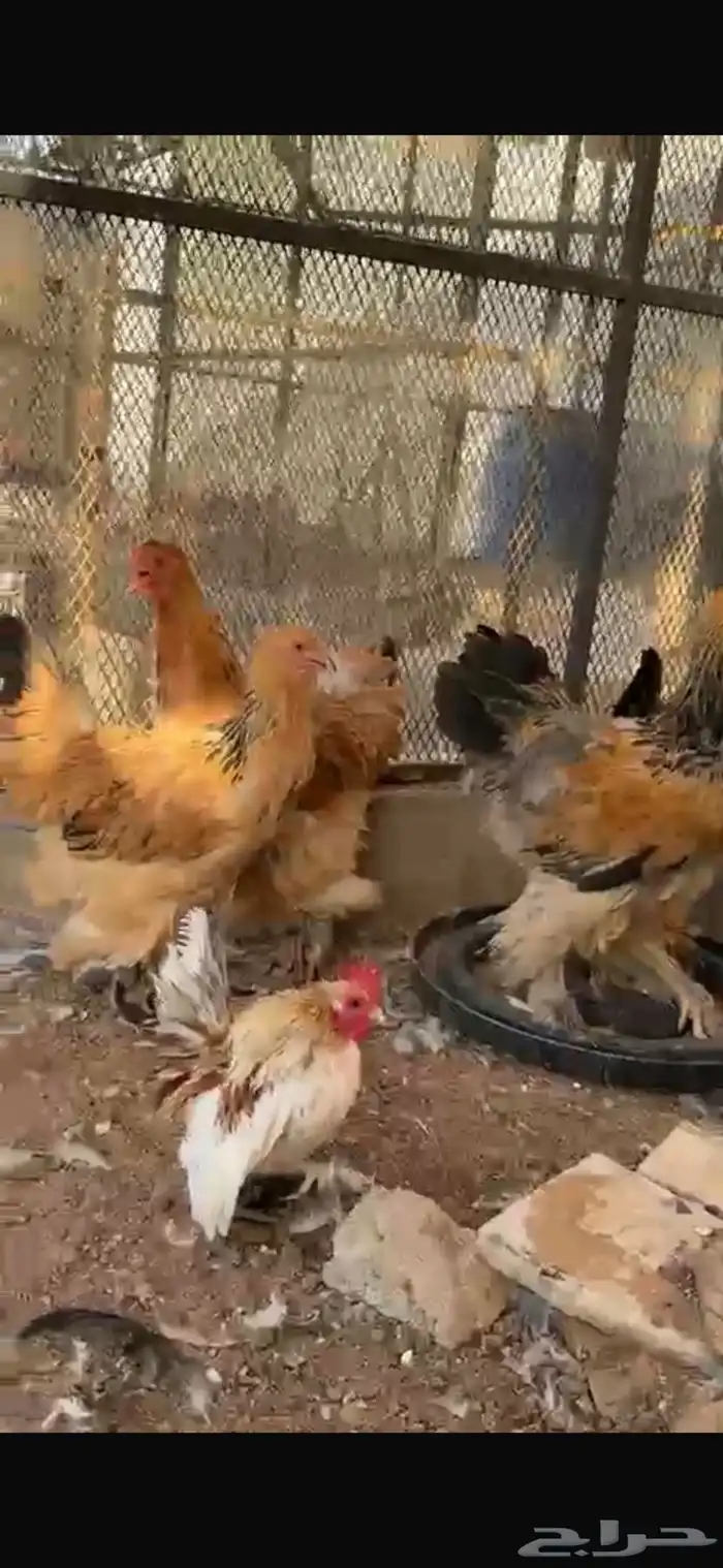 دجاج برهما لوف سوبررر 0