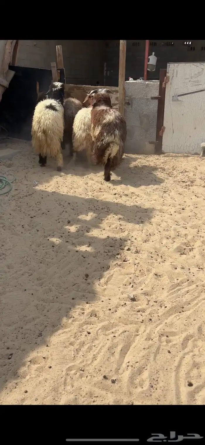 نعيم فاخره 0