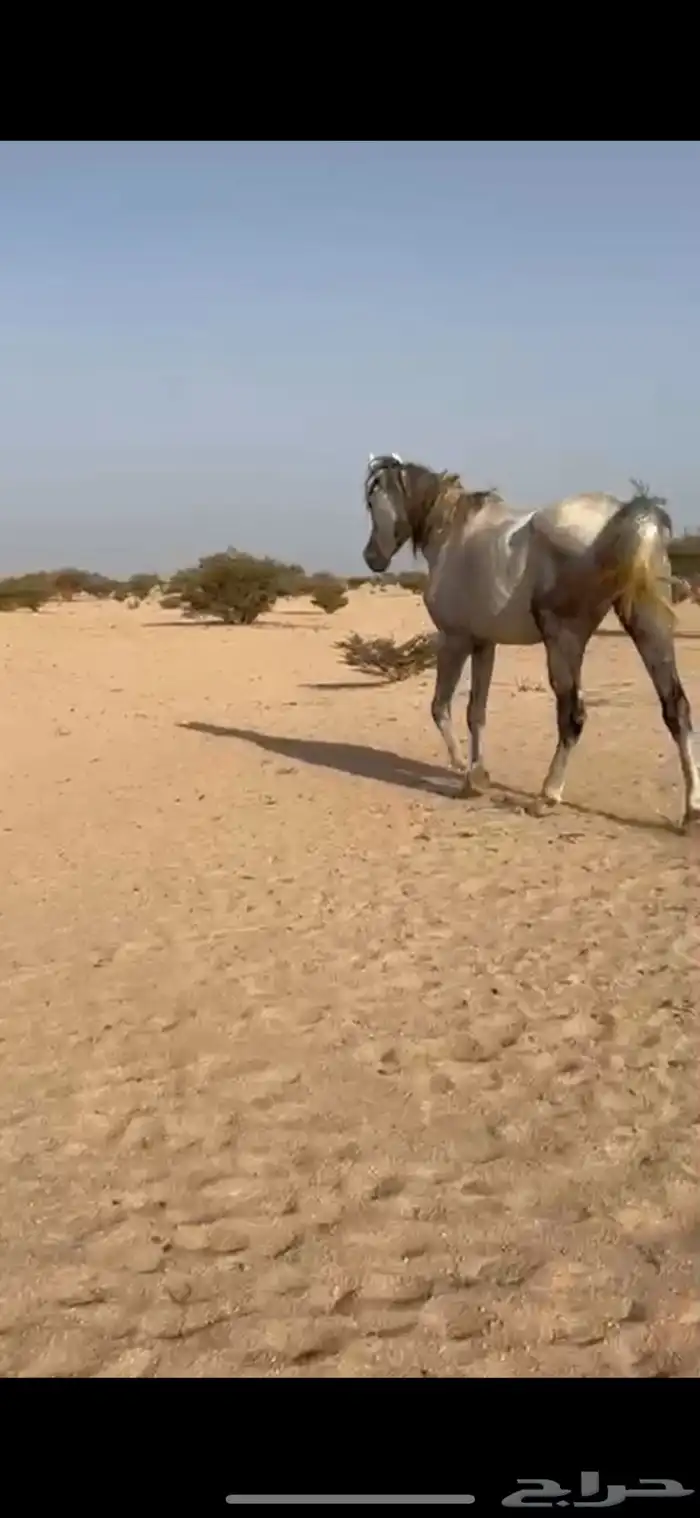 خيل 1