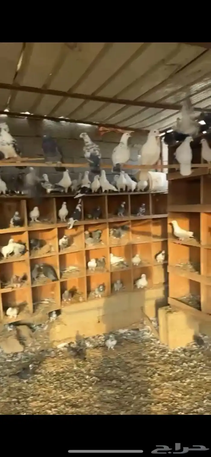 عشة حمام للبيع بالكامل 0