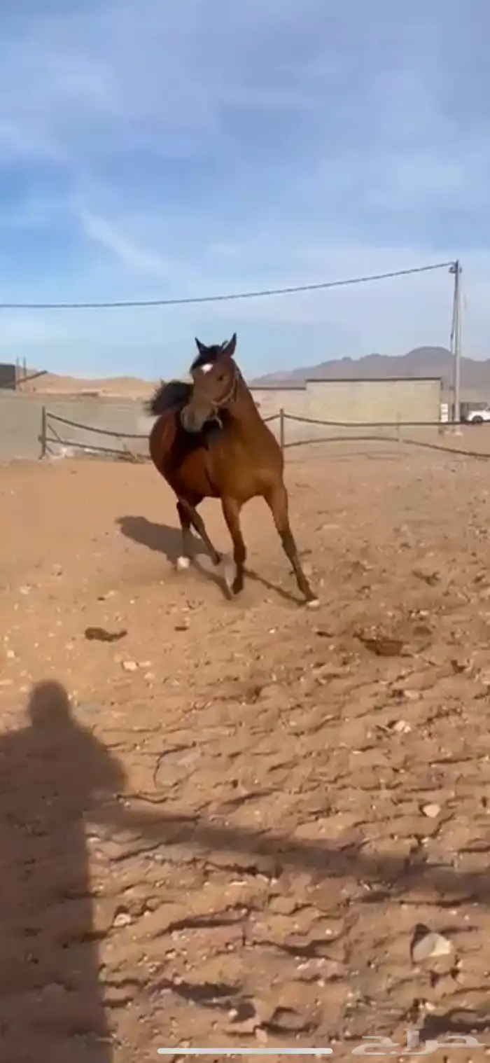 فرس واهو فاخرة 1